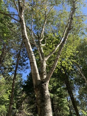 Betula papyrifera