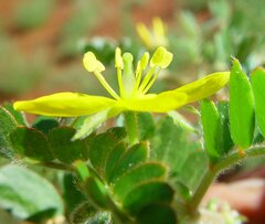Tribulus hirsutus