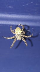 Araneus gemmoides