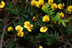 Bossiaea cinerea