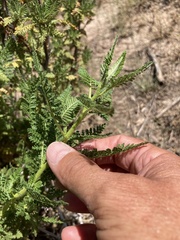 Chamaebatiaria millefolium