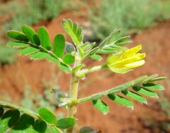 Tribulus hirsutus