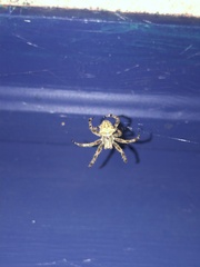 Araneus gemmoides