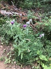 Cirsium edule