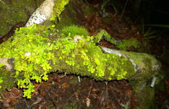Crocodia