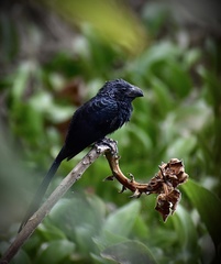Crotophaga sulcirostris