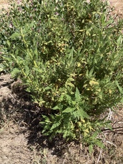 Chamaebatiaria millefolium