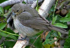 Sporophila caerulescens