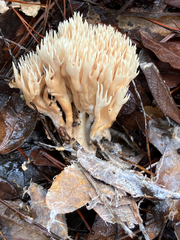 Lentaria byssiseda