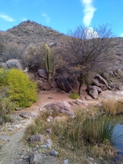 Trichocereus terscheckii