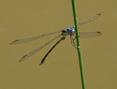 Lestidae