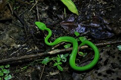 Trimeresurus albolabris