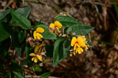 Platylobium parviflorum