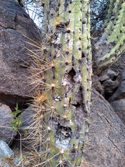 Trichocereus terscheckii