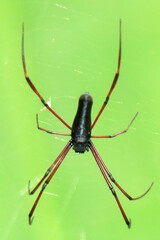 Nephila kuhli