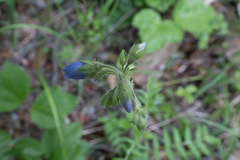 Polemonium acutiflorum