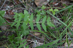 Polemonium acutiflorum