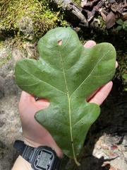 Quercus stellata
