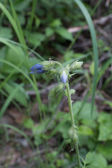 Polemonium acutiflorum