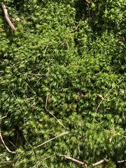 Atrichum undulatum