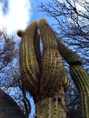 Trichocereus terscheckii
