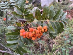 Sorbus americana