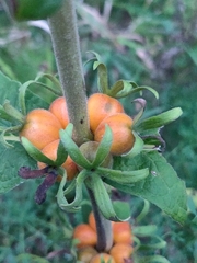 Triosteum aurantiacum