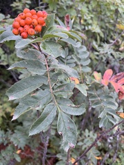 Sorbus americana