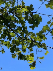 Quercus stellata