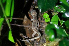 Cyrtodactylus phetchaburiensis