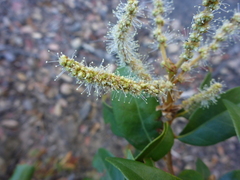 Chrysolepis chrysophylla