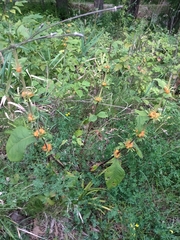 Triosteum aurantiacum