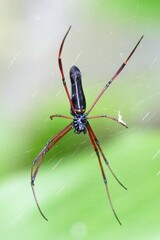 Nephila kuhli