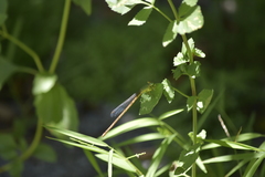 Ceriagrion indochinense