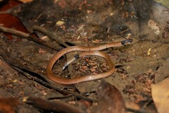 Calliophis maculiceps maculiceps
