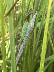 Conocephalus spartinae