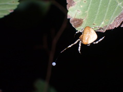 Mastophora phrynosoma