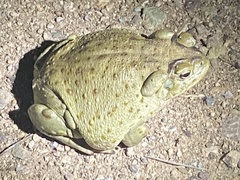 Incilius alvarius