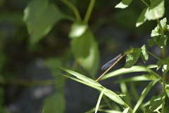Ceriagrion indochinense