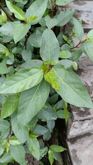 Ficus racemosa