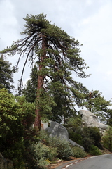 Pinus jeffreyi