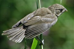Sporophila caerulescens