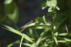 Ceriagrion indochinense
