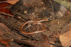 Calliophis maculiceps maculiceps