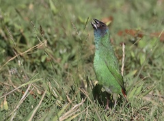 Erythrura pealii