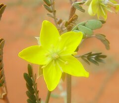 Tribulus macrocarpus