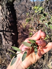 Aspidosperma quebracho-blanco