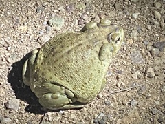 Incilius alvarius