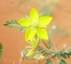 Tribulus macrocarpus