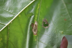 Phyllonorycter
